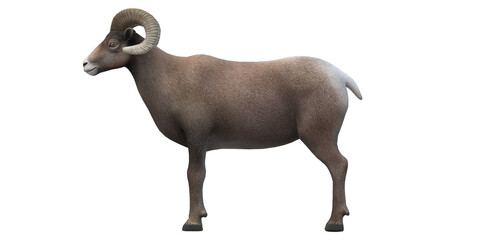 Ram isolated on a Transparent Background