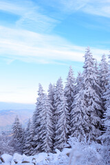 winter landscape with snow