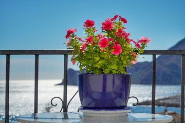 Maceta con flores y hojas verdes, puesta en una mesa, frente al mar
