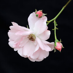 Rose plant, flower and bud, color light pink apricot, isolated, with black background, close-up.