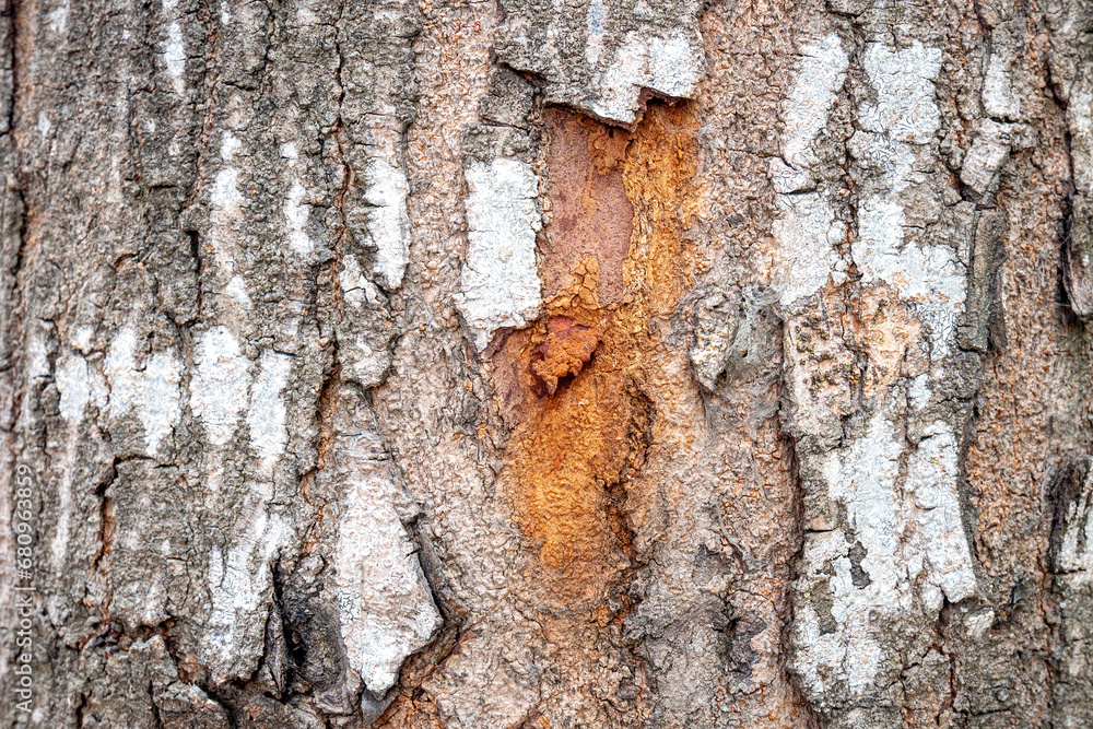 Poster closeup view of wooden tree trunk