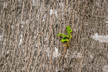 Closeup view of wooden tree trunk