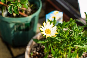 おしゃれな家の庭先にある植木鉢