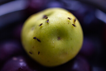 Close-Up of Fruit Flies on Apple. Micro World of Drosophila: Fruit Fly Feast