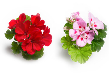 Red and pink geranium flower blossoms with green leaves isolated on white background, colorful...