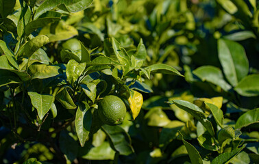 Ripe lime hang on a tree branch.