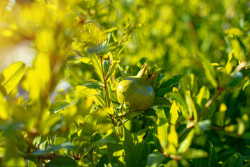 Unripe pomegranate fruit hanging on the tree.