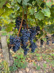 Bordeaux's Essence: A Grape's Portrait from the Heart of the Vineyards