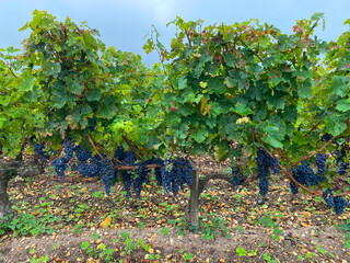 Fototapeta na wymiar Bordeaux's Essence: A Grape's Portrait from the Heart of the Vineyards