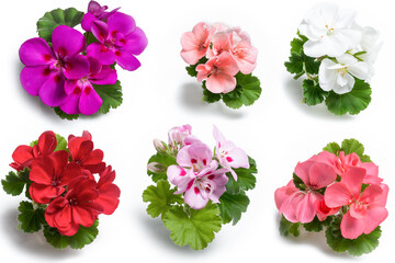 Geranium flower blossoms of various colors with green leaves isolated on white background, colorful geranium flowers template concept. Close up view - obrazy, fototapety, plakaty