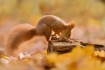 Beautiful autumn scene with a cute european red squirrel. Sciurus vulgaris. A squirrel posing in autumn forest.