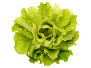 Broad leaved endive isolated on transparent or white background, png