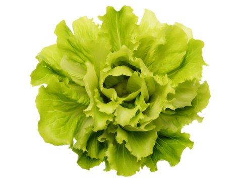 Broad leaved endive isolated on transparent or white background, png