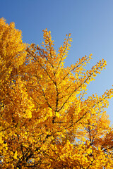 Ginkgobaum (Ginkgo biloba), gelb gefärbte Blätter im Herbst, Deutschland