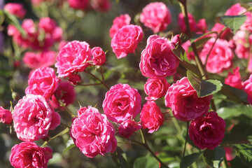 pink and red roses in the garden in summer, wonderful scent