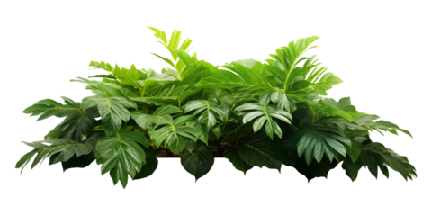 Tropical plant arrangement decoration isolated on transparent or white background, png