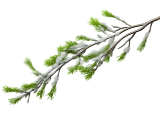 Christmas tree branch with snow isolated on transparent or white background, png