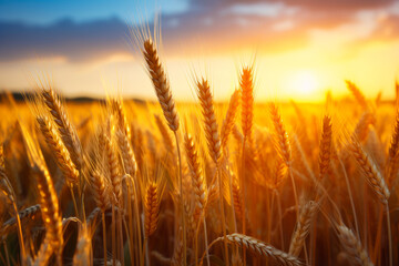 Naklejka premium Field of wheat at sunset with the sun shining on it.