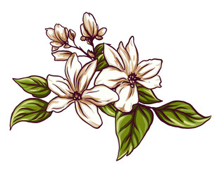 fruits, flowers and leaves of the orange tree, botanical illustration drawn sketches on a transparent background. highlight individual PNG objects.