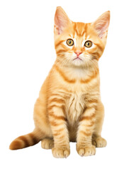 Orange tabby cat isolated on transparent or white background, png