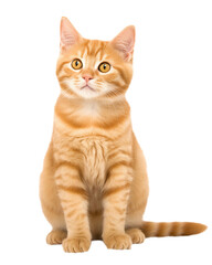 Fototapeta premium Orange tabby cat isolated on transparent or white background, png