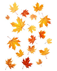 Falling leaves isolated on transparent or white background, png