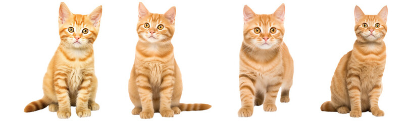 Collection set of orange tabby cats isolated on transparent or white background, png