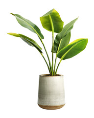 Decorative banana plant isolated on transparent or white background, png