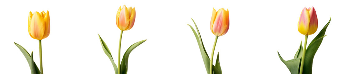 Fototapeta premium Collection set of yellow tulips, close-up isolated on transparent or white background, png