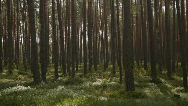 A very beautiful cinematic frame of a coniferous fairy forest. The rays of the summer sun break through the frequent forest of coniferous trees. High quality 4k footage