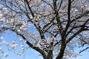 tree blossom