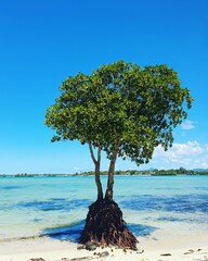 tree on the beach