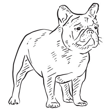 A bulldog vector in a sketchy style, hand drawn and recreated digitally. 