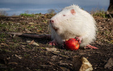 White nutria sits on the ground, eats an apple, and holds the red apple toward the camera lens. Close-up portrait of albino nutria on a sunny fall day with blue sky.