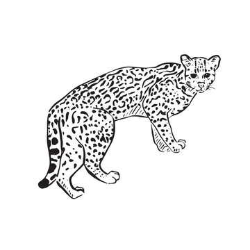 A line drawn black and white illustration of an ocelot, famous in south America and especially Mexico. 