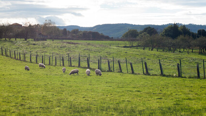 rebaño de ovejas en pradera verde cercado