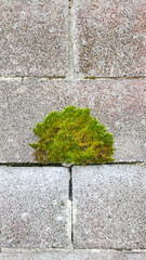 Mancha de musgo verde en muro de bloques de hormigón