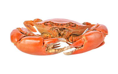 Crab transparent png