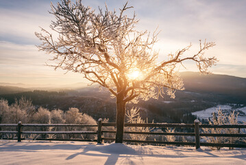 Scenic winter mountain landscape with frozen trees and rising sun, rural Carpathian highlands, outdoor travel background