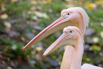 Two pelicans a portrait