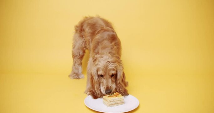 dog-birthday-images-browse-819-stock-photos-vectors-and-video