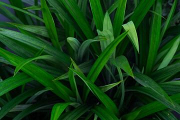 Dark green leaves closeup background, abstract dark long green leaves