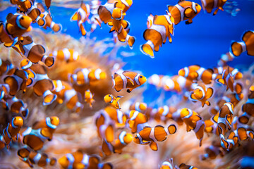 Clownfishgroup in the ocean with blue water