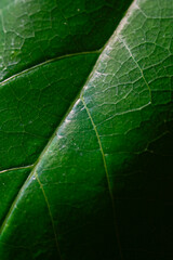 Macro view of Annona squamosa or Custard apple leaf.