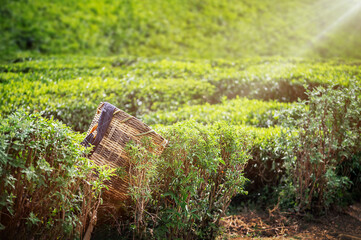 Tea picker bag with fresh leaf over a bush on tea plantation at Sri Lanka