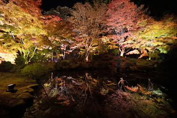 紅葉ライトアップ