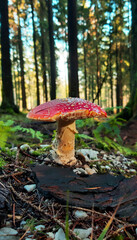 Macro of a red toadstool mushroom in a German forest