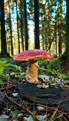 Fototapeta premium Macro of a red toadstool mushroom in a German forest
