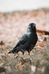 pigeon on the ground