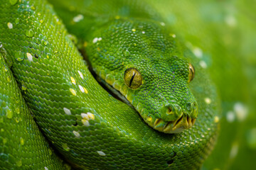 Green Tree Python - Morelia viridis, beautiful green snake from Asian tropical forests and woodlands, Papua New Guinea.